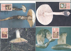 Інше Другое ^/--/^ Цискей Сискей Ciskei ЮАР Картмаксимумы Флора Грибы 1987 ^_^^^ Цискей Сіскей Ciskei ПАР Картмаксимуми Флора Гриби 1987 - фото фото фото