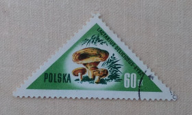 Флора Флора ^/--/^ Польша 1959 г - Грибы. Рыжик настоящий  (Lactarius deliciosus), гаш ^_^^^ Польща 1959 — Гриби. Рижик справжній (Lactarius deliciosus), гаш - фото фото фото