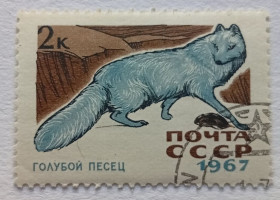 СРСР - СССР - ^/--/^ СССР 1967 Голубой песец, гашеная (I) ^_^^^ СРСР 1967 Блакитний песець, гашена (I) - фото фото фото