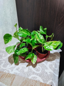 Кімнатні Комнатные ^/--/^ Епіпремнум Марбл Квін    (epipremnum marble queen) ^_^^^ Эпипремнум золотистый (marble queen) - фото фото фото
