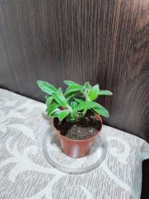 Кімнатні Комнатные ^/--/^ Каланхое повстисте   (kalanchoe tomentosa) ^_^^^ Каланхе повстисте (kalanchoe tomentosa) - фото фото фото