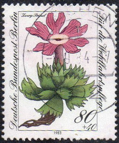 Інші країни Другие страны ^/--/^ Західний Берлін 1983 - Альпійські квіти під загрозою зникнення  (Гб) ^_^^^ Западный Берлин 1983 — Альпийские цветы под угрозой исчезновения (Гб) - фото фото фото