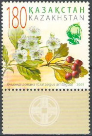 Флора Флора ^/--/^ Казахстан-2009 флора, чертополох ^_^^^ Казахстан-2009 флора, чортополох - фото фото фото