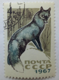 СРСР - СССР - ^/--/^ СССР 1967 Животные, фауна, черная лисица, гашеная ^_^^^ СРСР 1967 Тварини, фауна, чорна лисиця, гашена - фото фото фото