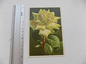 СРСР СССР ^/--/^ Открытка СССР Желтая роза Ф-ка им. Дунаева ^_^^^ Жовта троянда Ф-ка імені Дунаєва - фото фото фото