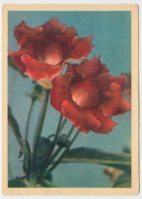 СРСР СССР ^/--/^ Цветы Квіти P /--/ 11 /--/ B ^_^^^ Цветы Цветы P /--/ 11 /--/ B - фото фото фото