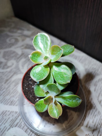 Кімнатні Комнатные ^/--/^ Ечеверія   (echeveria) ^_^^^ Эчеверия Перл фон Нюрнберг (echeveria perle von nurnberg) - фото фото фото