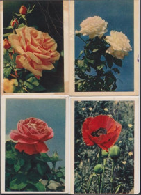 СРСР СССР ^/--/^ МАК - РОЗЫ - ГЕОРГИНЫ - ИРИСЫ  ЦВЕТЫ  1961, 1962, 1964 г.  Изд. ПРАВДА  РАСКИН  п/п  10 шт.  ^_^^^ МАК - РОЗИ - ГЕОРГИНИ - ІРИСИ Квіти 1961, 1962, 1964 р. Вид. ПРАВДА РАСКІН п/п 10 шт. - фото фото фото