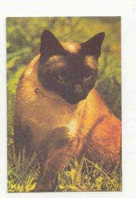 Календарі Календари ^/--/^ СССР 1989 Календарик Флора Фауна Кот Кошка Котович 1 ^_^^^ СРСР 1989 Календарик Флора Фауна Кот Кошка Котович 1 - фото фото фото