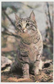 СРСР СССР ^/--/^ Степная кошка 1985 Романов P /--/ 11 /--/ B ^_^^^ Степова кішка 1985 Романов P /--/ 11 /--/ B - фото фото фото
