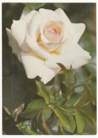 СРСР СССР ^/--/^ Квіти Троянди Р /--/ 11 /--/ В ^_^^^ Цветы Розы Р /--/ 11 /--/ В - фото фото фото