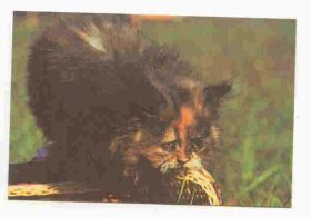 Календарі Календари ^/--/^ СССР 1989 Календарик Флора Фауна  Кошка 6 Котович ^_^^^ СРСР 1989 Календарик Флора Фауна Кішка 6 Котович - фото фото фото