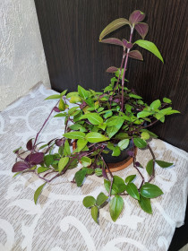Кімнатні Комнатные ^/--/^ Традесканція Бейбі Бані Белліс  (tradescantia baby bunny bellies) ^_^^^ Традесканция Бейби Бани Беллис (tradescantia baby bunny bellies) - фото фото фото