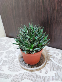 Кімнатні Комнатные ^/--/^ Хавортія Радула    (haworthiopsis attenuata var. radula) ^_^^^ Хавортия Радула (haworthiopsis attenuata var. radula) - фото фото фото