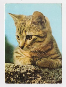 Іноземні Иностранные ^/--/^ КОТЕНОК - КОТ   1979 г.   ГДР - ГЕРМАНИЯ  чистая  ^_^^^ КОТЕНОК - КОТ 1979 р. НДР - Німеччина чиста - фото фото фото