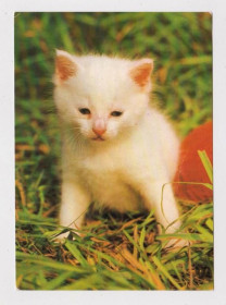 Іноземні Иностранные ^/--/^ КОТЕНОК - КОТ  1987 г.   ГДР - ГЕРМАНИЯ  п/п  ^_^^^ КОТЕНОК - КОТ 1987 р. НДР - Німеччина п/п - фото фото фото