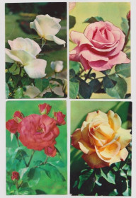 СРСР СССР ^/--/^ РОЗЫ  ЦВЕТЫ  1973, 1974, 1976, 1979, 1985 г.  Издательство ПЛАНЕТА  МАТАНОВ  п/п  8 шт.  ^_^^^ РОЗИ Квіти 1973, 1974, 1976, 1979, 1985 р. Видавництво Планета Матанов п/п 8 шт. - фото фото фото