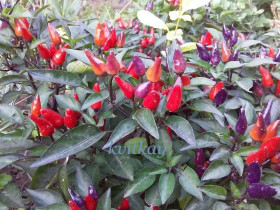 Насіння Семена ^/--/^ Насiння перцю гiркого Salsa purple ^_^^^ Насiння перцю гiркого, декоративного: Numex twilight chili - фото фото фото