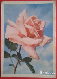 СРСР СССР ^/--/^ СССР 1963 флора цветы ХМПК Зак. 19190 прошла почту ^_^^^ СРСР 1963 флора квіти ХМПК Зак. 19190 пройшла пошту - фото фото фото