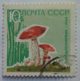 СРСР - СССР - ^/--/^ СССР 1964 Грибы, подосиновик, гашеная ^_^^^ СРСР 1964 Гриби, подосиновик, гашена - фото фото фото
