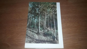 Інше Другое ^/--/^ Открытка Подмосковье Березовая рощица. 1962 300 /--/ т Моклецов. ИЗВЕСТИЯ ^_^^^ Листівка Підмосков'я Березова гайка. 1962 300 Моклецов. Вивчення - фото фото фото