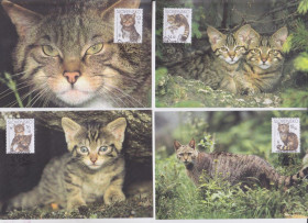 Європа Европа ^/--/^ Словакия 2003 WWF ДИКАЯ ЕВРОПЕЙСКАЯ КОШКА КОШАЧЬИ ФАУНА МЛЕКОПИТАЮЩИЕ Четыре КМ Mi.458-461 EUR 10.- !!! ^_^^^ Словаччина 2003 WWF ДИКА ЄВРОПЕЙСЬКА КІШКА КОШАЧІ ФАУНА МЛЕКОПІТАЮЧІ Чотири КМ Mi.458-461 EUR 10.- !!! - фото фото фото