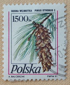 Флора Флора ^/--/^ Польша 1991 г - Сосна Веймутова  (Pinus strobus), гаш ^_^^^ Польща 1991 — Сосна Веймутова (Pinus strobus), гаш - фото фото фото