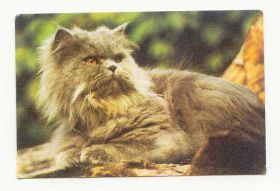 Календарі Календари ^/--/^ СССР 1989 Календарик Кот Кошка Котович 3 ^_^^^ СРСР 1989 Календарик Кот Кошка Котович 3 - фото фото фото