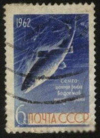 СРСР - СССР - ^/--/^ СССР 1962 г.№ 2430 гашеная ^_^^^ СРСР 1962 р. No 2430 гашена - фото фото фото