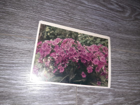 СРСР СССР ^/--/^ Открытка СССР цветы  1969 /--/ г. ^_^^^ Листівка СРСР квіти 1969 /--/ р. - фото фото фото