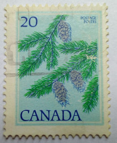 Північна Америка Северная Америка ^/--/^ Канада 1977 Елка, шишки, гашеная ^_^^^ 1977 — Єлка, шишки, гашена - фото фото фото