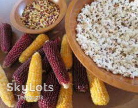 Насіння Семена ^/--/^ Попкорн. Кукурудза попкорн. Попкорн клубничный. Кукуруза попкорн семена. Насіння попкорна. Зерна попкорна.  Насіння зернових культур.  ± 150 шт ^_^^^ Попкорн. Кукуруза попкорн. Попкорн клубничный. Кукуруза попкорн семена. Семена попкорна. Зерна попкорна. Семена зерновых культур. ± 150 шт - фото фото фото