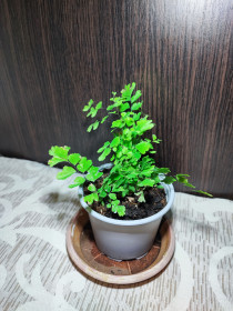 Кімнатні Комнатные ^/--/^ Адіантум Радді / Венерине волосся  (adiantum raddianum / capillus-veneris) ^_^^^ Адиантум Радди / Венеринные волосы (adiantum raddianum / capillus-veneris) - фото фото фото