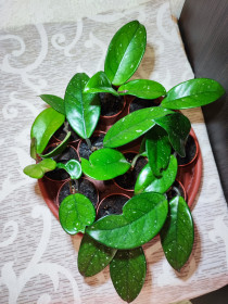 Кімнатні Комнатные ^/--/^ Хойя карноза     (hoya carnosa) ^_^^^ Хойя карноза (hoya carnosa) - фото фото фото